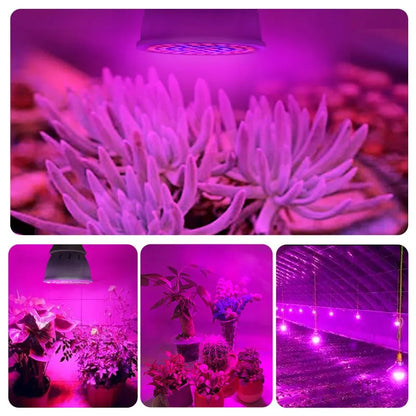 220V E27 60LEDs Plant Grow Light Phyto Lamps Led Full Spectrum Growing Bulb for Greenhouse Hydroponics Growth Fitolampy